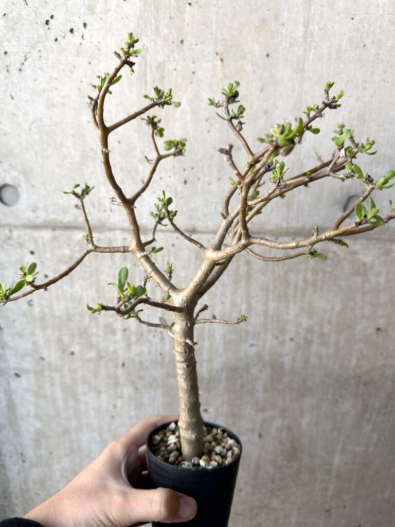 【現品限り】オトンナ・アルブスクラ【AH57】 Othonna arbuscula【植物】塊根植物 夏型 コーデックス - 画像 (3)