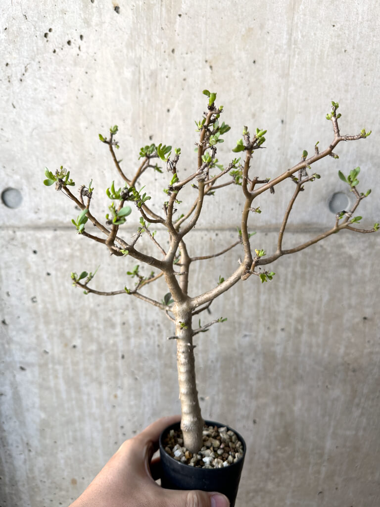 【現品限り】オトンナ・アルブスクラ【AH57】 Othonna arbuscula【植物】塊根植物 夏型 コーデックス - 画像 (4)