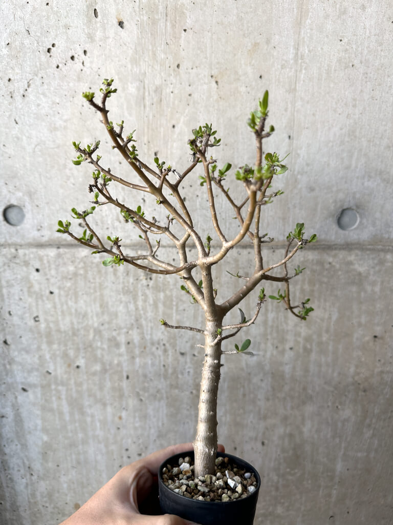 【現品限り】オトンナ・アルブスクラ【AH57】 Othonna arbuscula【植物】塊根植物 夏型 コーデックス - 画像 (5)