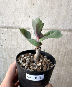 【現品限り】オトンナ・クネアータ 未同定【AH58】 Othonna cf. cuneata【植物】塊根植物 夏型 コーデックス