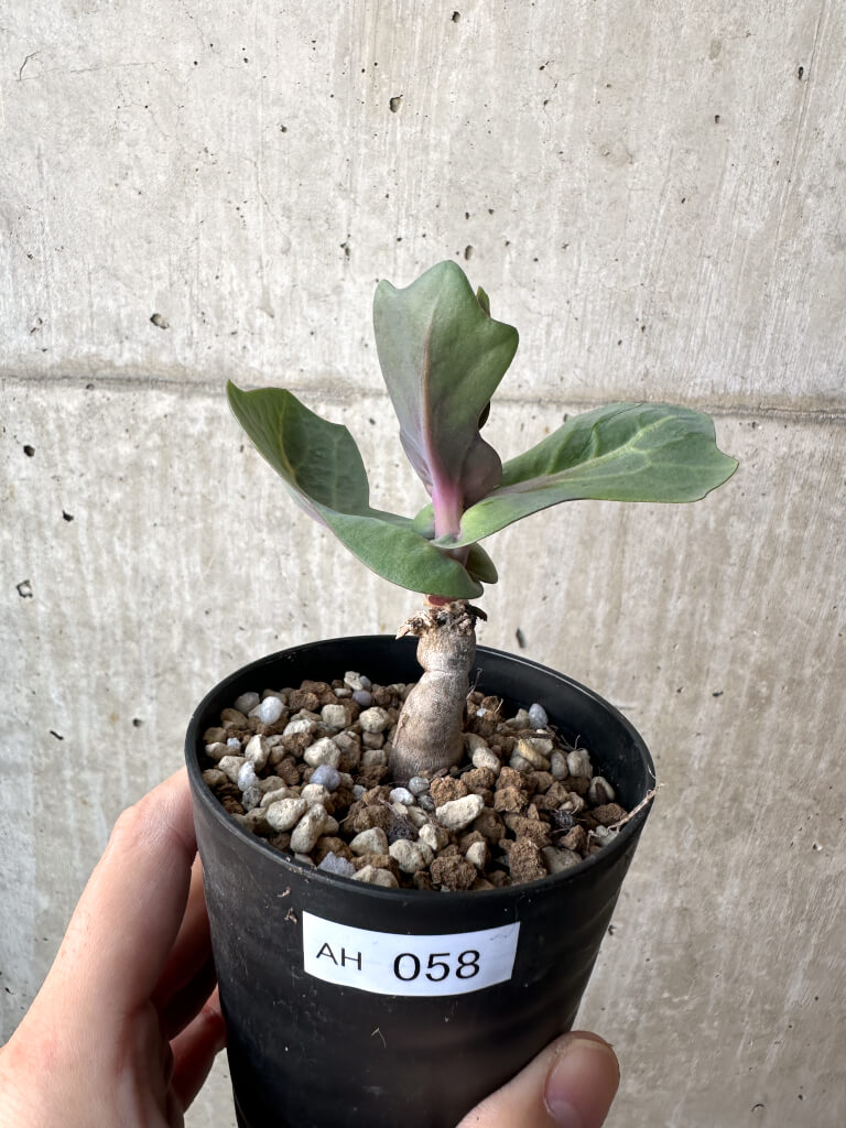 【現品限り】オトンナ・クネアータ 未同定【AH58】 Othonna cf. cuneata【植物】塊根植物 夏型 コーデックス