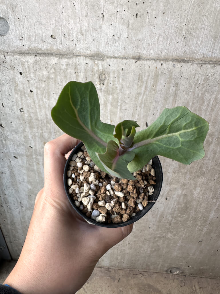 【現品限り】オトンナ・クネアータ 未同定【AH58】 Othonna cf. cuneata【植物】塊根植物 夏型 コーデックス - 画像 (2)