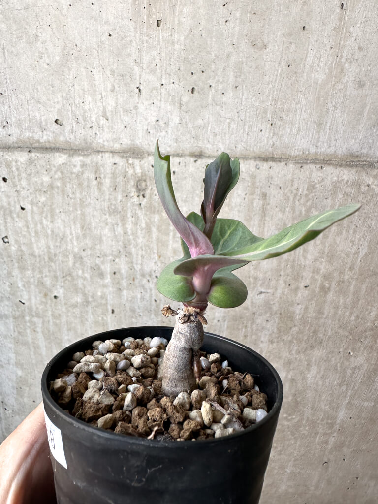 【現品限り】オトンナ・クネアータ 未同定【AH58】 Othonna cf. cuneata【植物】塊根植物 夏型 コーデックス - 画像 (3)