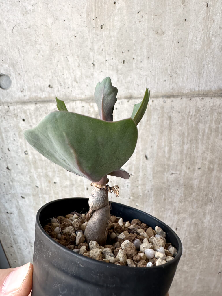 【現品限り】オトンナ・クネアータ 未同定【AH58】 Othonna cf. cuneata【植物】塊根植物 夏型 コーデックス - 画像 (5)