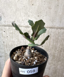 【現品限り】オトンナ・クネアータ 未同定【AH59】 Othonna cf. cuneata【植物】塊根植物 夏型 コーデックス