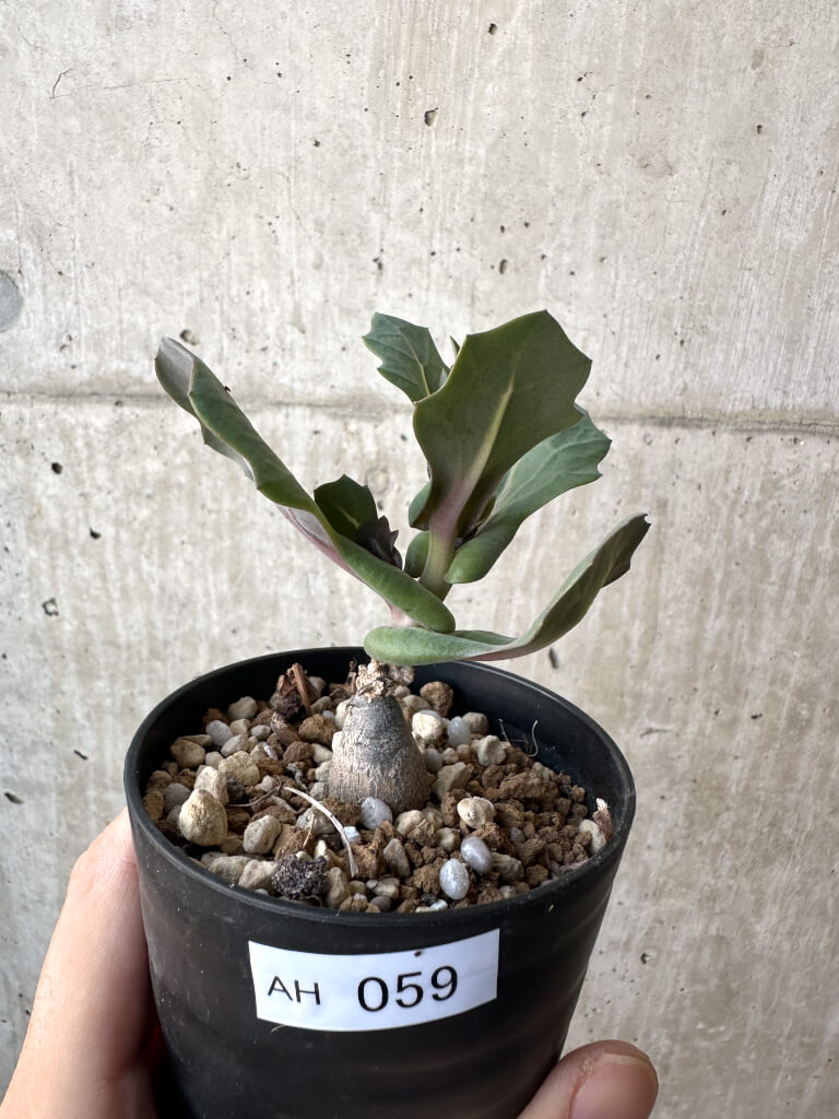 【現品限り】オトンナ・クネアータ 未同定【AH59】 Othonna cf. cuneata【植物】塊根植物 夏型 コーデックス