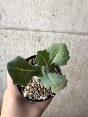 プラントブラザーズ