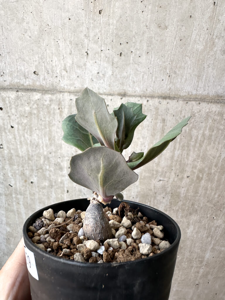 【現品限り】オトンナ・クネアータ 未同定【AH59】 Othonna cf. cuneata【植物】塊根植物 夏型 コーデックス - 画像 (3)