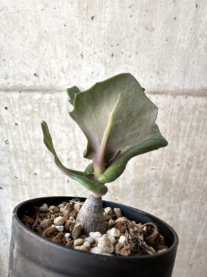 プラントブラザーズ