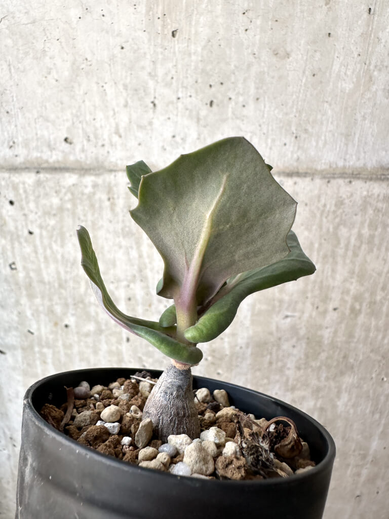 【現品限り】オトンナ・クネアータ 未同定【AH59】 Othonna cf. cuneata【植物】塊根植物 夏型 コーデックス - 画像 (4)