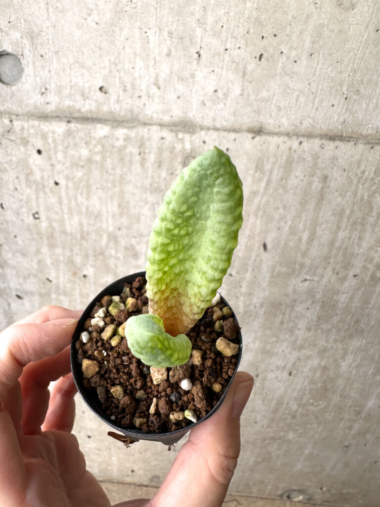 【現品限り】ブルビネ・ブルインシー 選抜【AH5】 Bulbine bruynsii【植物】塊根植物 夏型 コーデックス - 画像 (2)