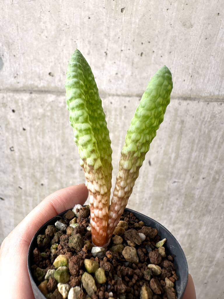 【現品限り】ブルビネ・ブルインシー 選抜【AH5】 Bulbine bruynsii【植物】塊根植物 夏型 コーデックス - 画像 (3)