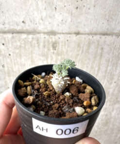 【現品限り】モンソニア・ぺニクリナム【AH6】 Monsonia peniculinum【植物】塊根植物 夏型 コーデックス