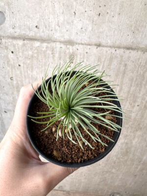 プラントブラザーズ