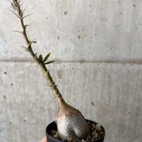 【現品限り】パキポディウム・サキュレンタム 実生【AH62】 Pachypodium succulentum【植物】塊根植物 夏型 コーデックス