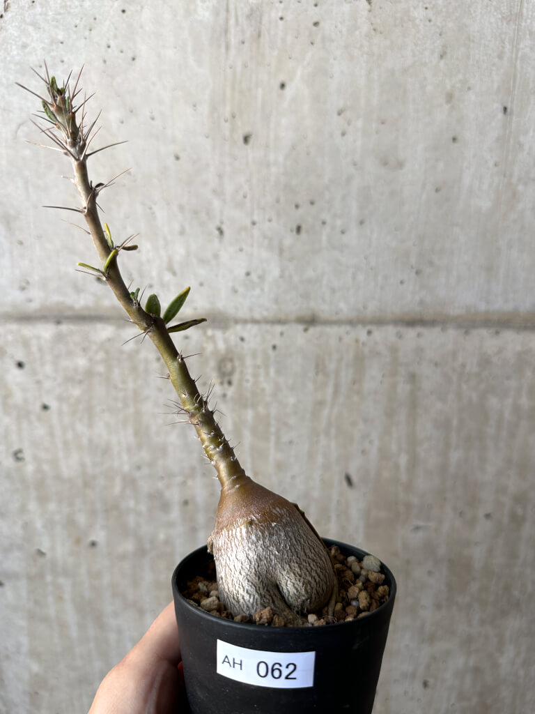 【現品限り】パキポディウム・サキュレンタム 実生【AH62】 Pachypodium succulentum【植物】塊根植物 夏型 コーデックス