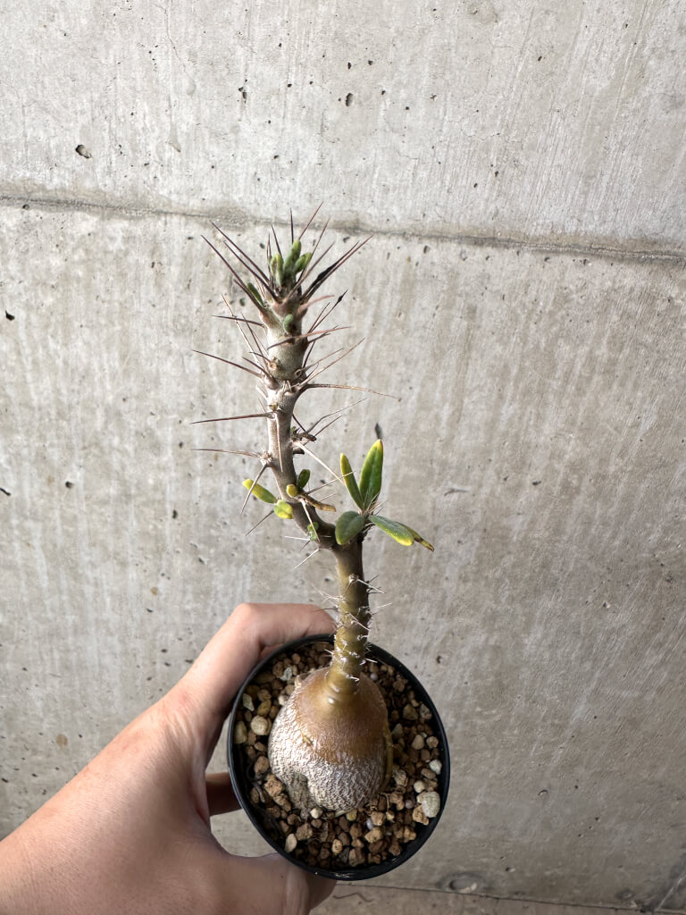 【現品限り】パキポディウム・サキュレンタム 実生【AH62】 Pachypodium succulentum【植物】塊根植物 夏型 コーデックス - 画像 (2)