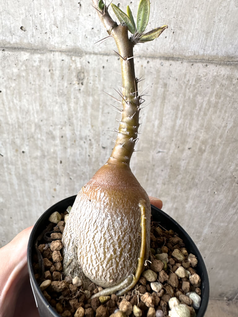 【現品限り】パキポディウム・サキュレンタム 実生【AH62】 Pachypodium succulentum【植物】塊根植物 夏型 コーデックス - 画像 (3)