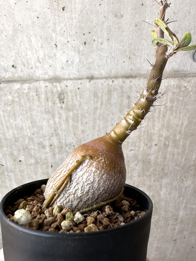 【現品限り】パキポディウム・サキュレンタム 実生【AH62】 Pachypodium succulentum【植物】塊根植物 夏型 コーデックス - 画像 (4)