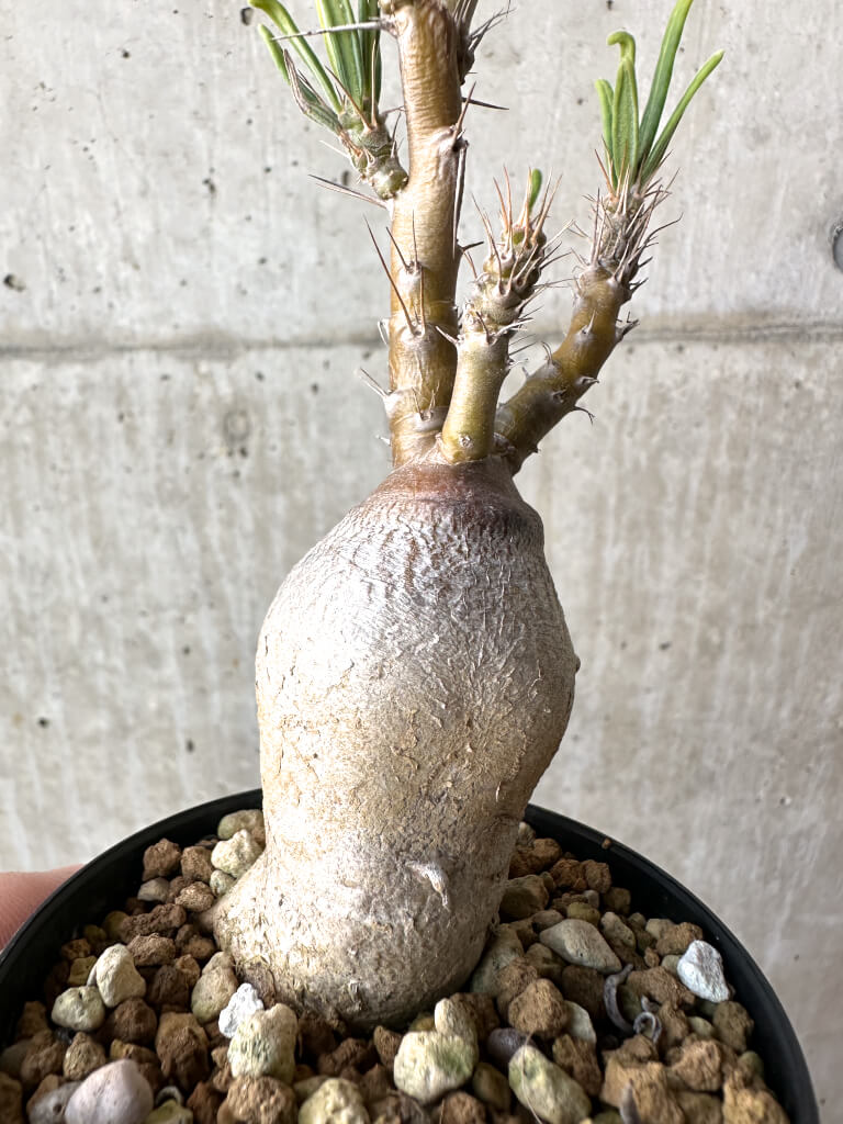 【現品限り】パキポディウム・サキュレンタム 実生【AH63】 Pachypodium succulentum【植物】塊根植物 夏型 コーデックス - 画像 (3)
