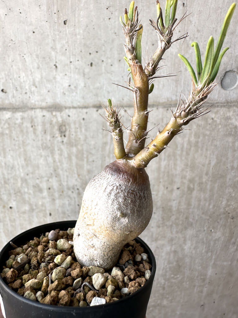 【現品限り】パキポディウム・サキュレンタム 実生【AH63】 Pachypodium succulentum【植物】塊根植物 夏型 コーデックス - 画像 (4)