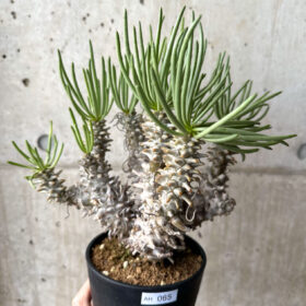 【現品限り】チレコドン・ワリチー 現地株 4年管理【AH65】 Tylecodon wallichii【植物】塊根植物 夏型 コーデックス