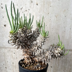 【現品限り】チレコドン・ワリチー 現地株 4年管理【AH66】 Tylecodon wallichii【植物】塊根植物 夏型 コーデックス