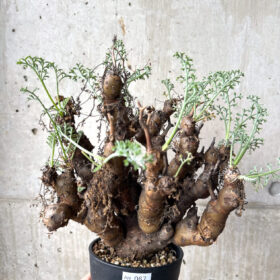 【現品限り】ペラルゴニウム・クリズミフォリウム 現地株 長期管理【AH67】 Pelargonium crithmifolium【植物】塊根植物 夏型 コーデックス