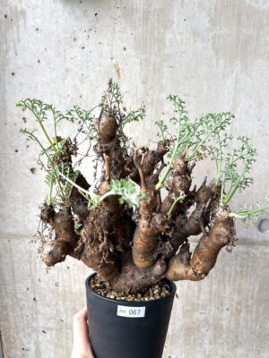 プラントブラザーズ