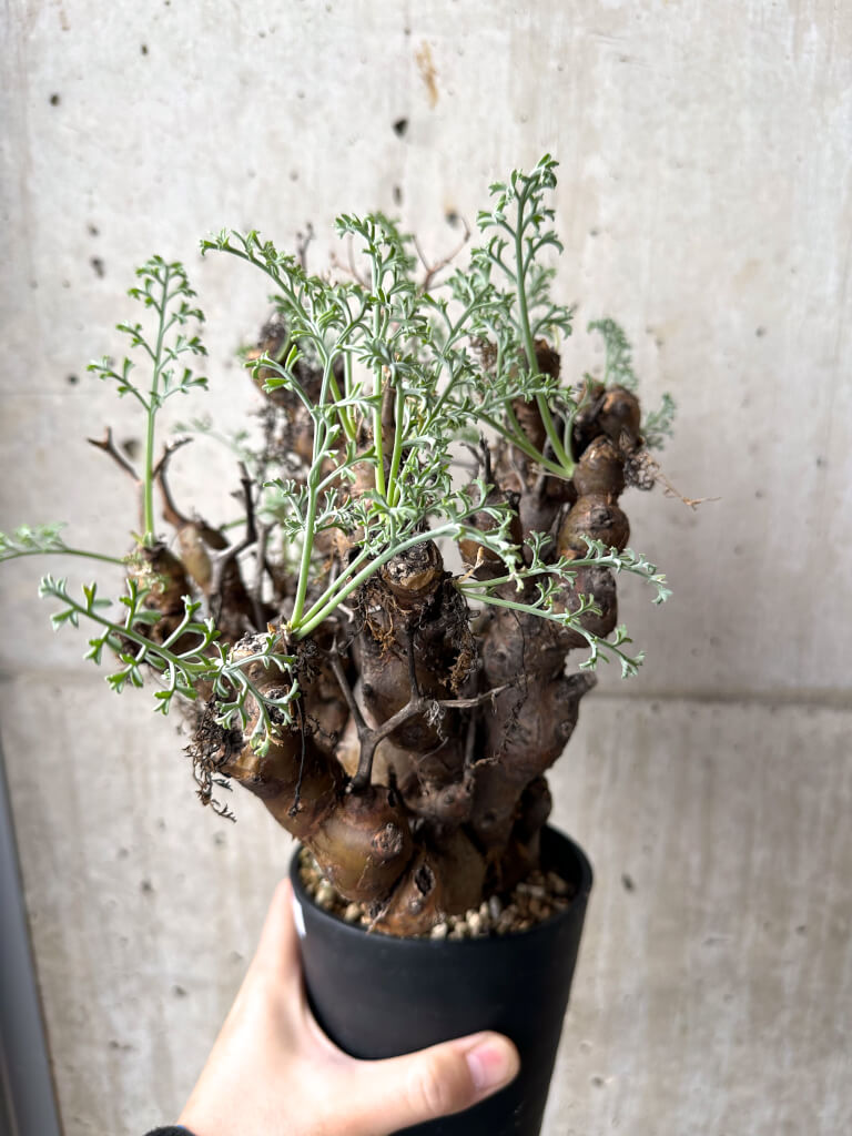 【現品限り】ペラルゴニウム・クリズミフォリウム 現地株 長期管理【AH67】 Pelargonium crithmifolium【植物】塊根植物 夏型 コーデックス - 画像 (3)