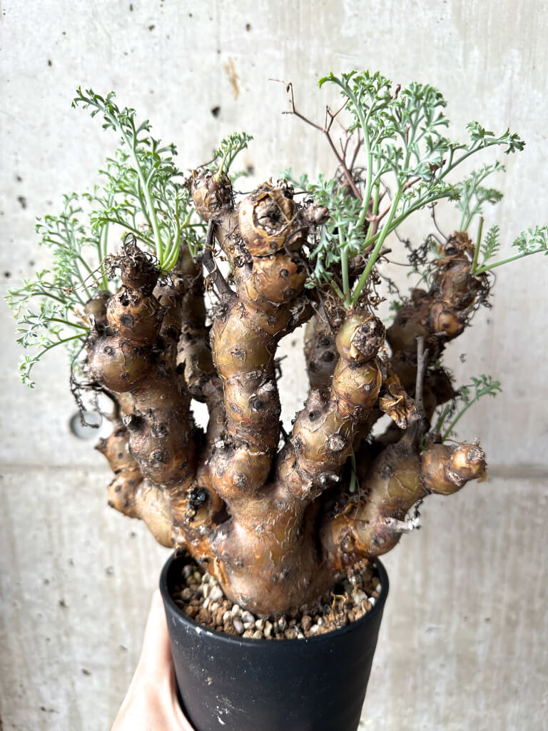 【現品限り】ペラルゴニウム・クリズミフォリウム 現地株 長期管理【AH67】 Pelargonium crithmifolium【植物】塊根植物 夏型 コーデックス - 画像 (4)