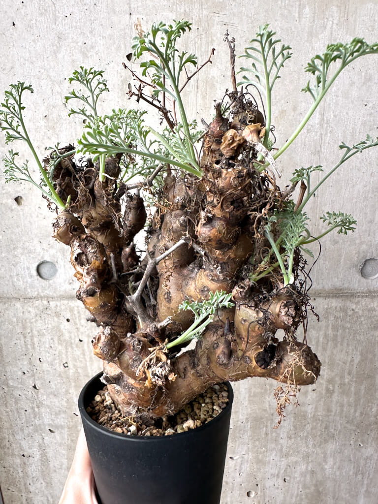 【現品限り】ペラルゴニウム・クリズミフォリウム 現地株 長期管理【AH67】 Pelargonium crithmifolium【植物】塊根植物 夏型 コーデックス - 画像 (5)