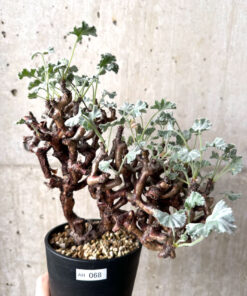 【現品限り】ペラルゴニウム・ミラビレ 現地株 長期管理【AH68】 Pelargonium mirabile【植物】塊根植物 夏型 コーデックス