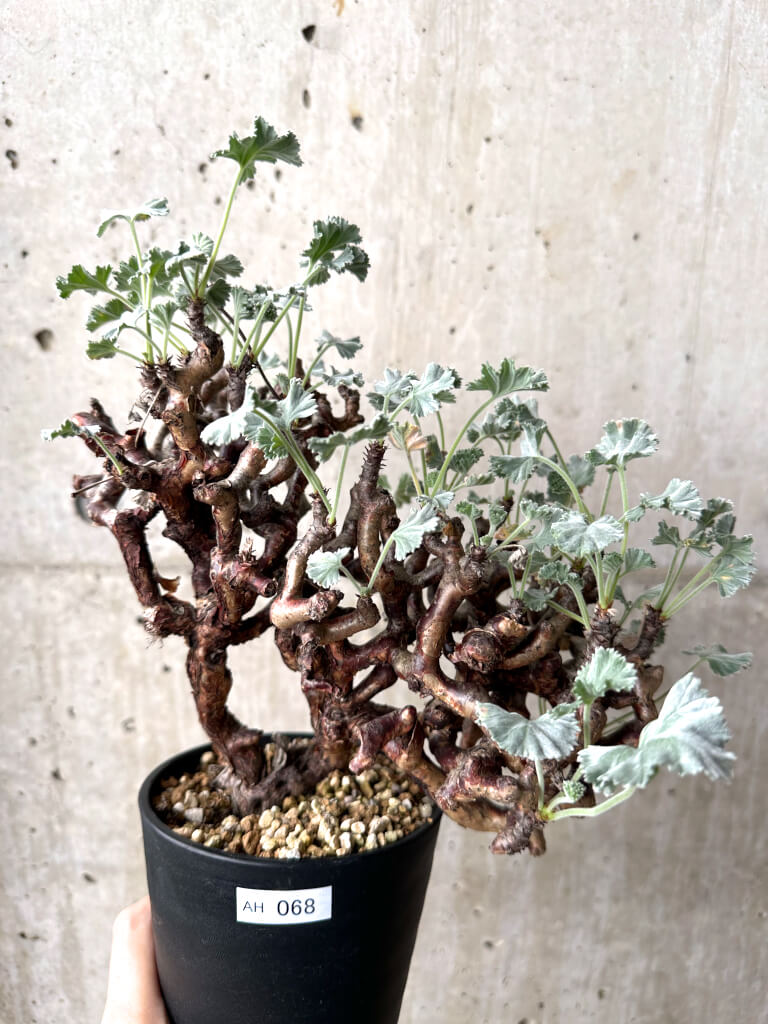 【現品限り】ペラルゴニウム・ミラビレ 現地株 長期管理【AH68】 Pelargonium mirabile【植物】塊根植物 夏型 コーデックス
