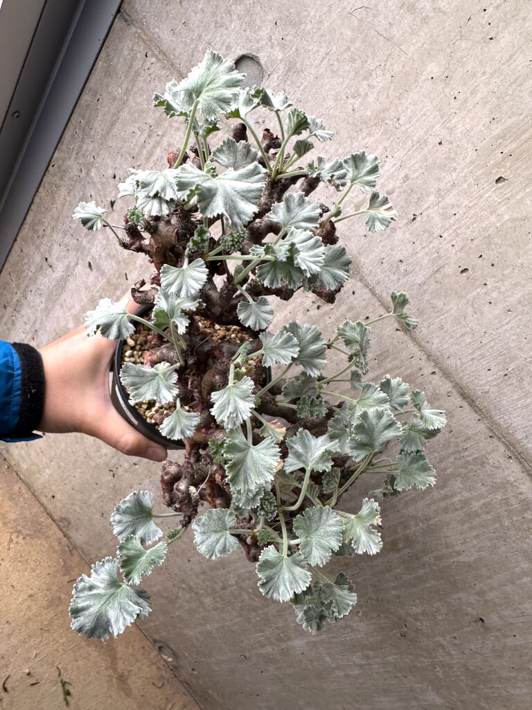 【現品限り】ペラルゴニウム・ミラビレ 現地株 長期管理【AH68】 Pelargonium mirabile【植物】塊根植物 夏型 コーデックス - 画像 (2)