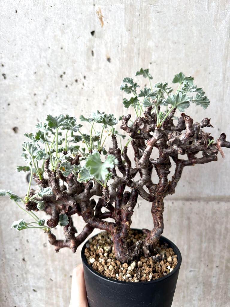 【現品限り】ペラルゴニウム・ミラビレ 現地株 長期管理【AH68】 Pelargonium mirabile【植物】塊根植物 夏型 コーデックス - 画像 (4)
