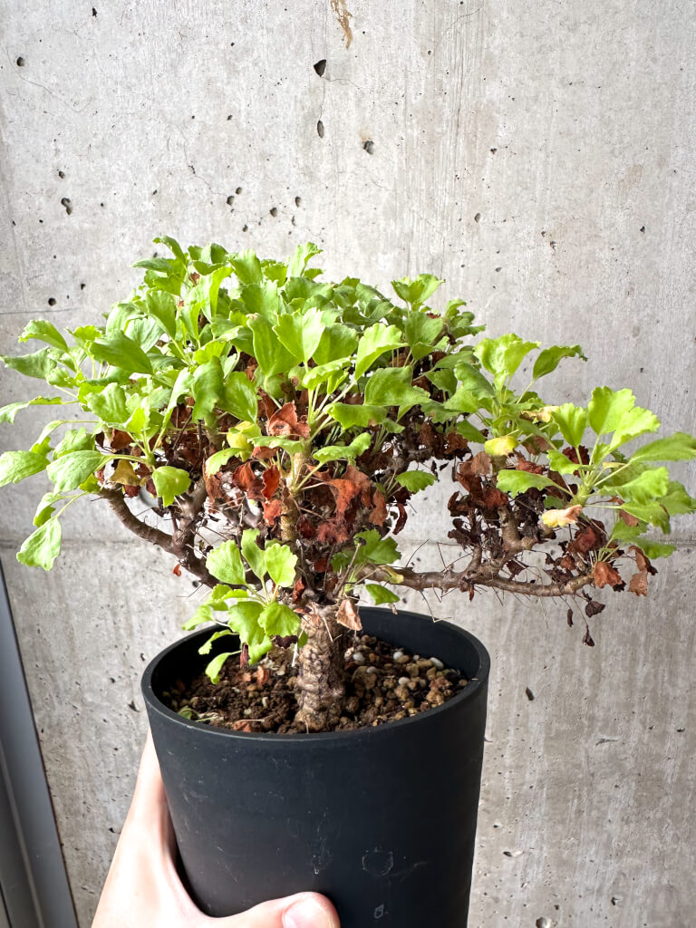 【現品限り】ペラルゴニウム ゼロフィトン【AH69】 Pelargonium xerophyton【植物】塊根植物 夏型 コーデックス - 画像 (3)