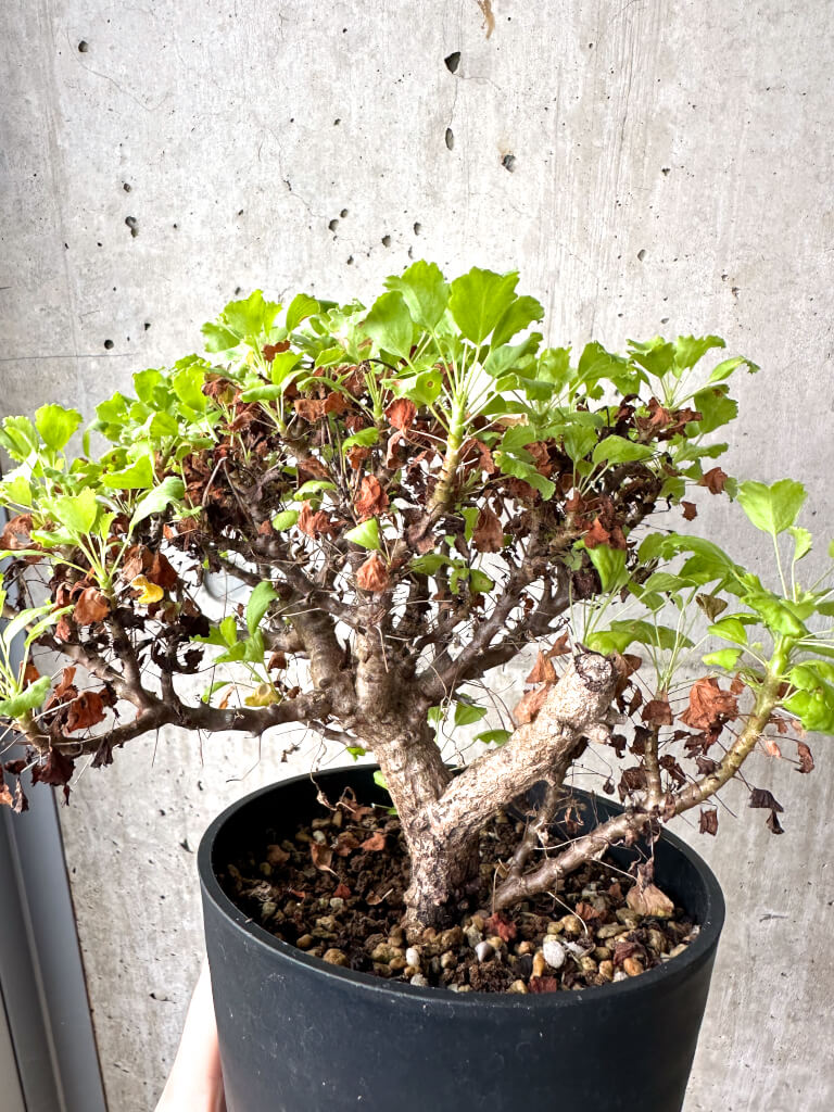 【現品限り】ペラルゴニウム ゼロフィトン【AH69】 Pelargonium xerophyton【植物】塊根植物 夏型 コーデックス - 画像 (4)