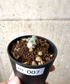 【現品限り】モンソニア・ぺニクリナム【AH7】 Monsonia peniculinum【植物】塊根植物 夏型 コーデックス