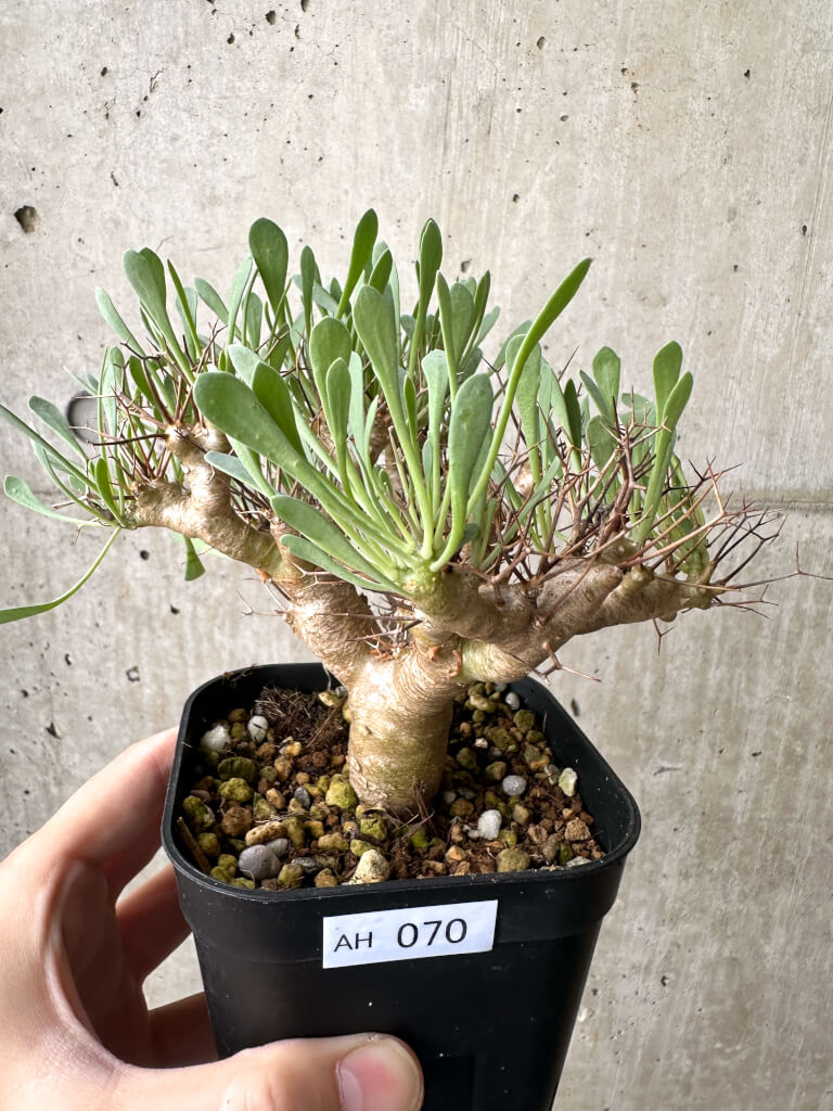 【現品限り】オトンナ・ユーフォルビオイデス【AH70】 Othonna euphorbioides【植物】塊根植物 夏型 コーデックス
