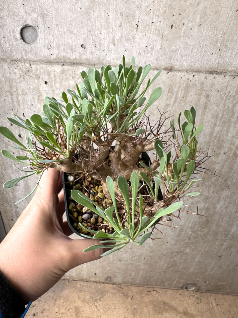 【現品限り】オトンナ・ユーフォルビオイデス【AH70】 Othonna euphorbioides【植物】塊根植物 夏型 コーデックス - 画像 (2)