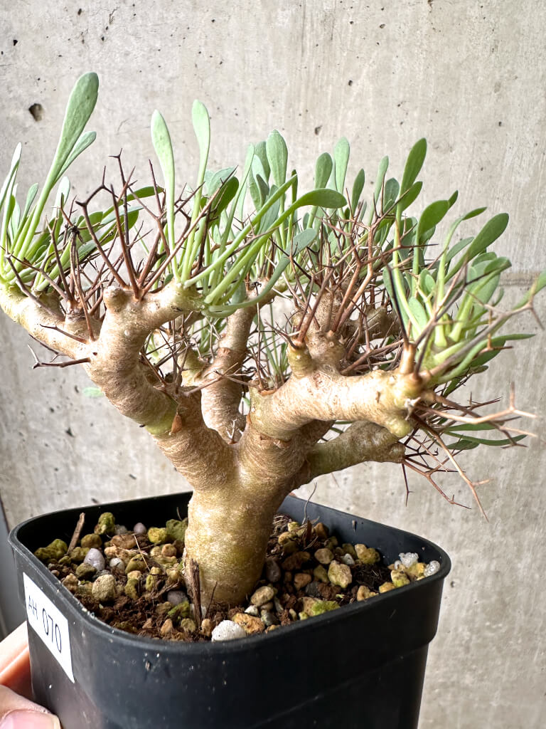 【現品限り】オトンナ・ユーフォルビオイデス【AH70】 Othonna euphorbioides【植物】塊根植物 夏型 コーデックス - 画像 (3)