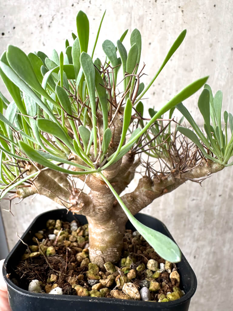 【現品限り】オトンナ・ユーフォルビオイデス【AH70】 Othonna euphorbioides【植物】塊根植物 夏型 コーデックス - 画像 (5)