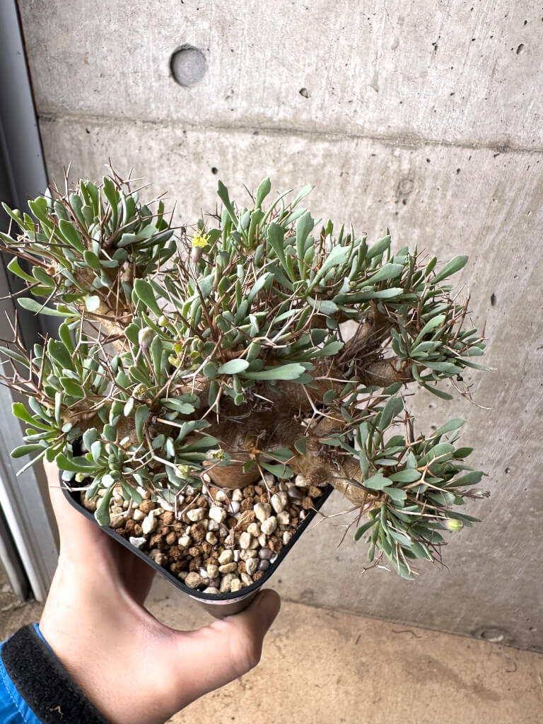 【現品限り】オトンナ・ユーフォルビオイデス【AH71】 Othonna euphorbioides【植物】塊根植物 夏型 コーデックス - 画像 (2)