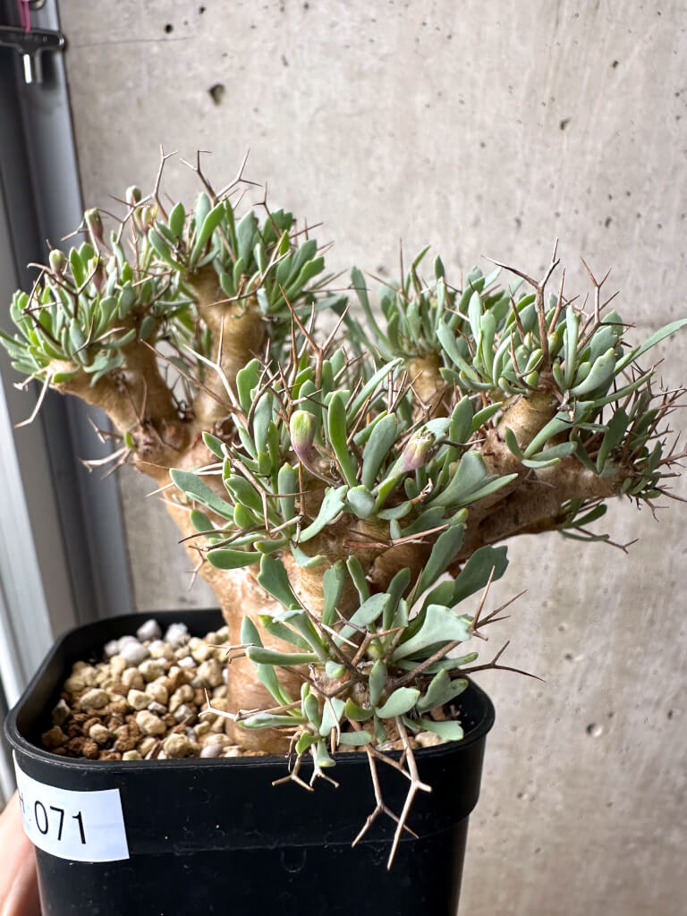 【現品限り】オトンナ・ユーフォルビオイデス【AH71】 Othonna euphorbioides【植物】塊根植物 夏型 コーデックス - 画像 (3)