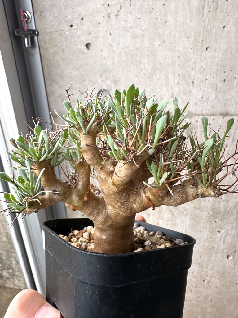 【現品限り】オトンナ・ユーフォルビオイデス【AH71】 Othonna euphorbioides【植物】塊根植物 夏型 コーデックス - 画像 (4)
