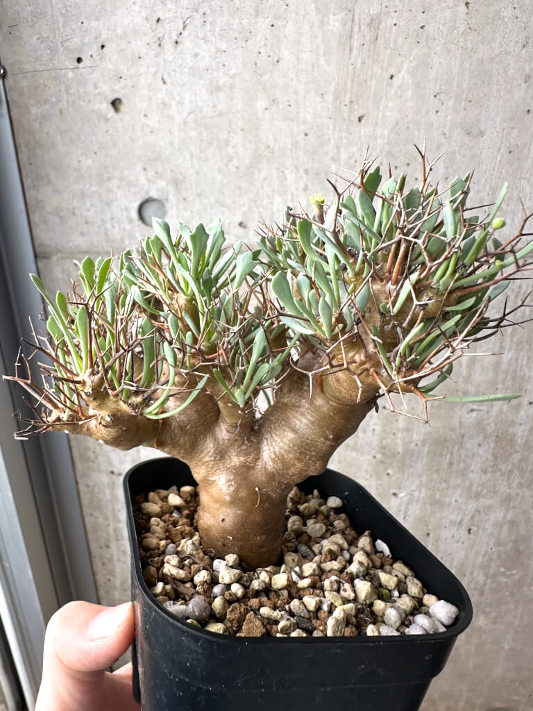 【現品限り】オトンナ・ユーフォルビオイデス【AH71】 Othonna euphorbioides【植物】塊根植物 夏型 コーデックス - 画像 (5)