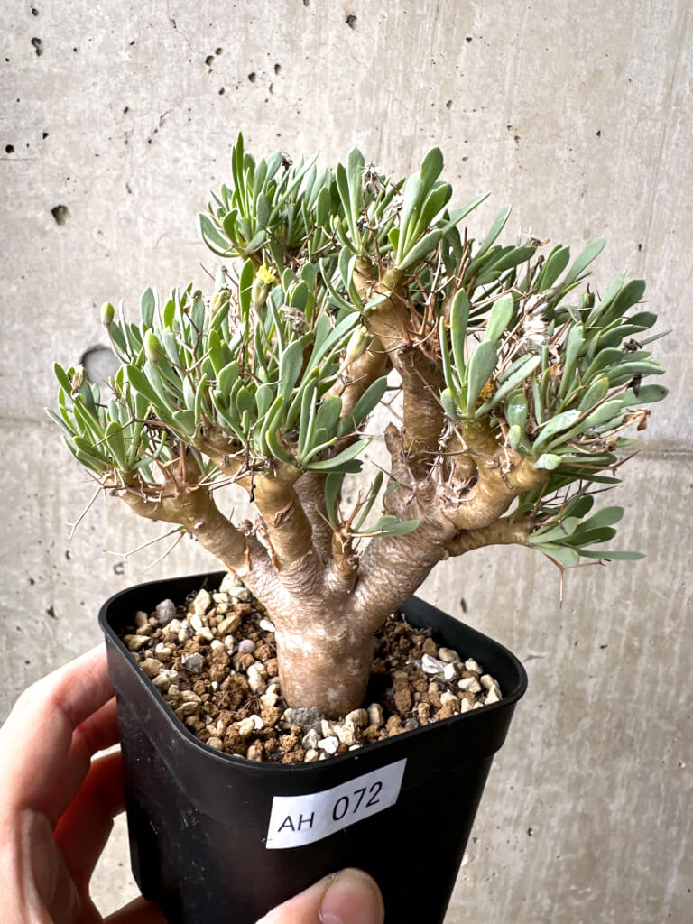 【現品限り】オトンナ・ユーフォルビオイデス【AH72】 Othonna euphorbioides【植物】塊根植物 夏型 コーデックス