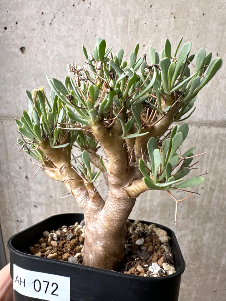 【現品限り】オトンナ・ユーフォルビオイデス【AH72】 Othonna euphorbioides【植物】塊根植物 夏型 コーデックス - 画像 (3)