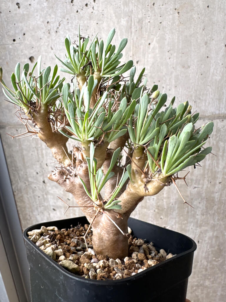【現品限り】オトンナ・ユーフォルビオイデス【AH72】 Othonna euphorbioides【植物】塊根植物 夏型 コーデックス - 画像 (5)